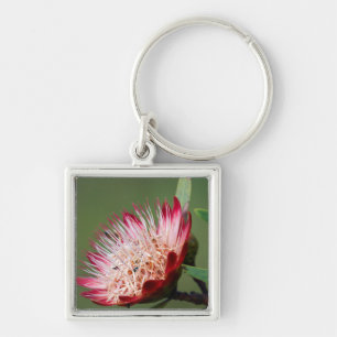 Drakensberg Sugarbush (Protea Dracomontana) Key Ring