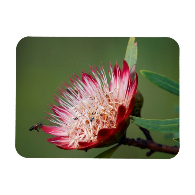 Drakensberg Sugarbush (Protea Dracomontana) Magnet (Horizontal)