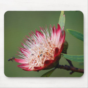Drakensberg Sugarbush (Protea Dracomontana) Mouse Mat