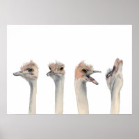 Drama Queen | Funny Ostrich Watercolor Painting