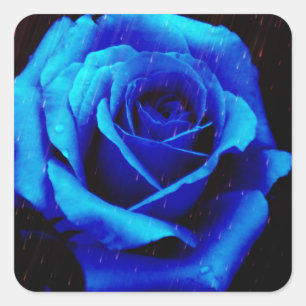 Dramatic Blue Rose Square Sticker