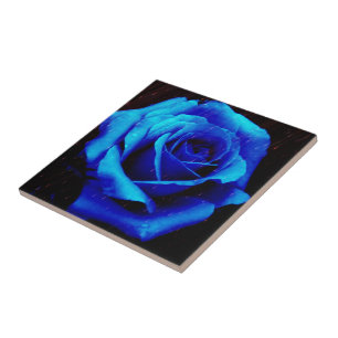 Dramatic Blue Rose Tile