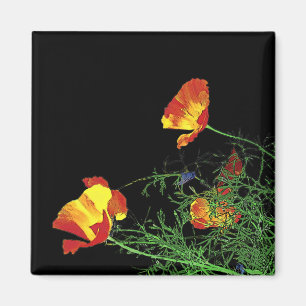 dramatic California poppies on black Magnet