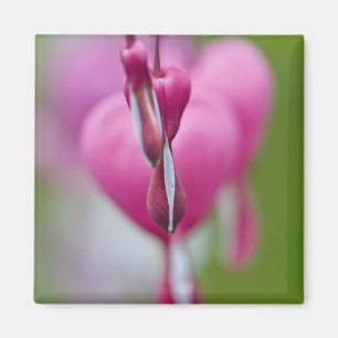 Dramatic colour and shape of bleeding heart magnet