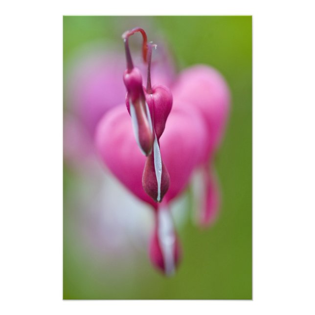 Dramatic colour and shape of bleeding heart photo print (Front)