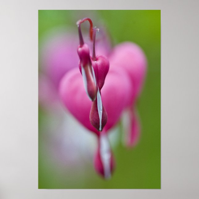Dramatic colour and shape of bleeding heart poster (Front)