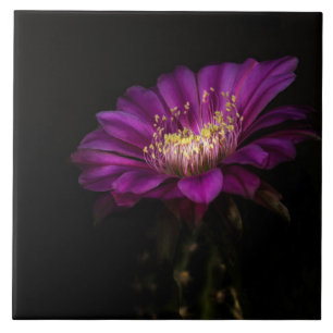 Dramatic Flatty Cake Tile