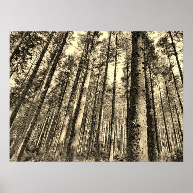 Dramatic Forest Trees  Poster (Front)