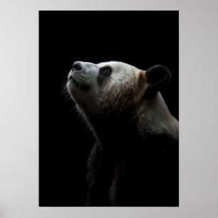 Dramatic Giant Panda Portrait Poster