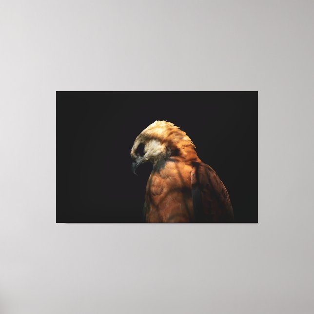 Dramatic Low Key Portrait of a Majestic Hawk Canvas Print (Front)