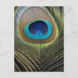 Dramatic Peacock Feather Postcard