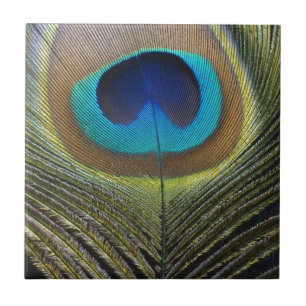 Dramatic Peacock Feather Tile