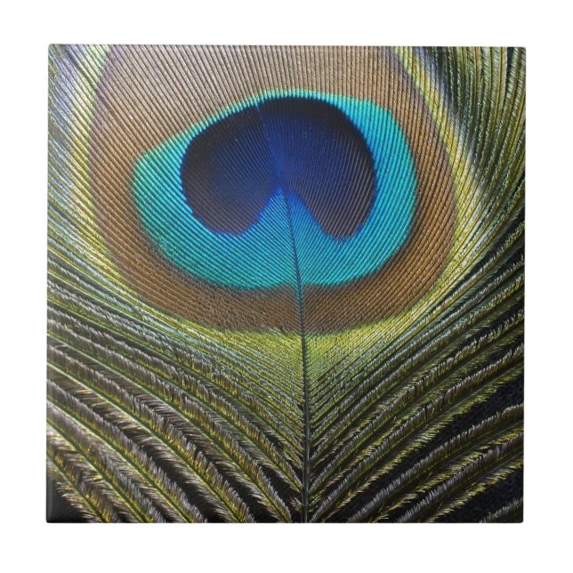 Dramatic Peacock Feather Tile (Front)