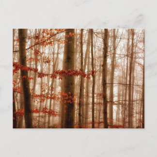 Dramatic red foggy winter snowless forest postcard