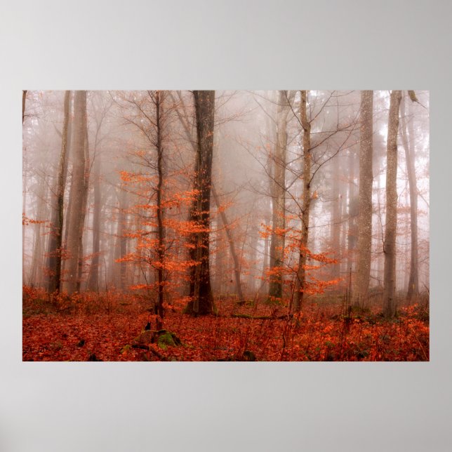Dramatic red foggy winter snowless forest poster (Front)