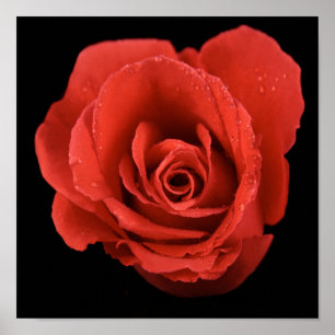 dramatic red rose on black background poster