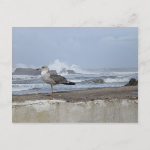 Dramatic Seagull Postcard