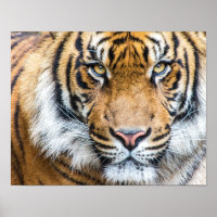 Dramatic Tiger Face