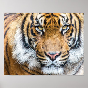 Dramatic Tiger Face Poster