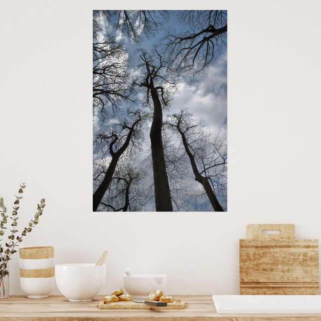 Dramatic Tulip Poplar Trees Cloudy Blue Sky Poster (Kitchen)