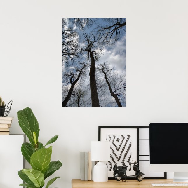 Dramatic Tulip Poplar Trees Cloudy Blue Sky Poster (Home Office)