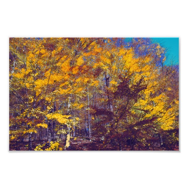Draped Fall Trees Photo Print (Front)