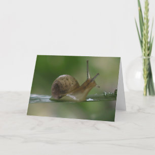 Drat! Late Again. Card