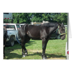Draught Horse