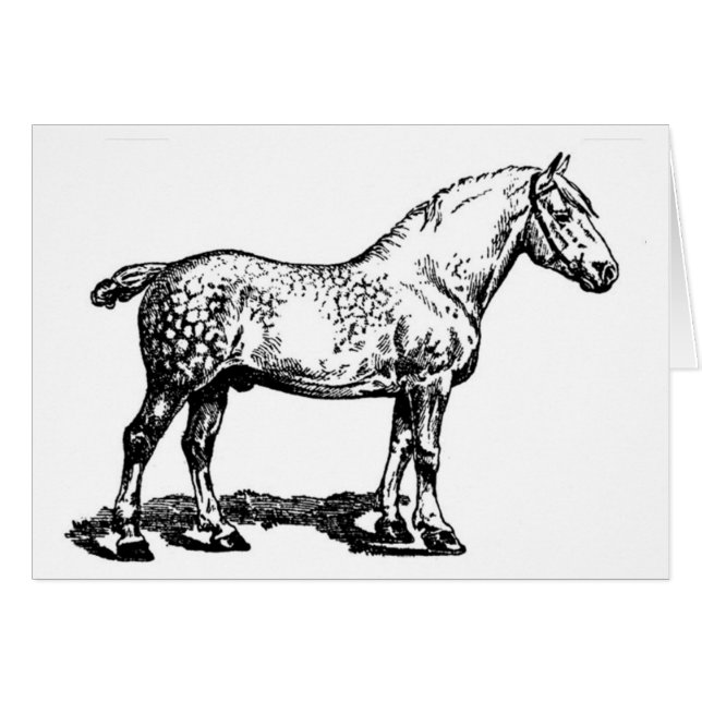 Draught   Horse -- Dappled (Front Horizontal)