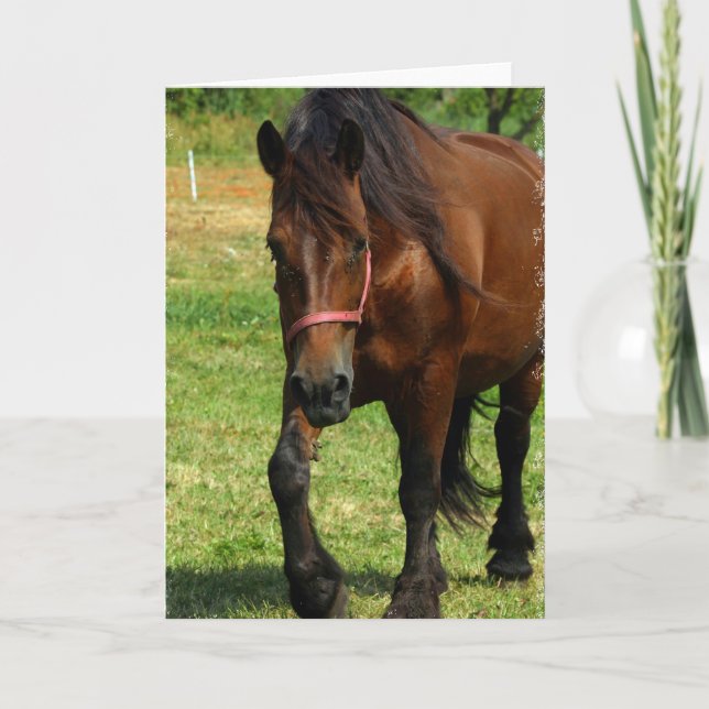 Draught   Horse Greeting Card (Front)