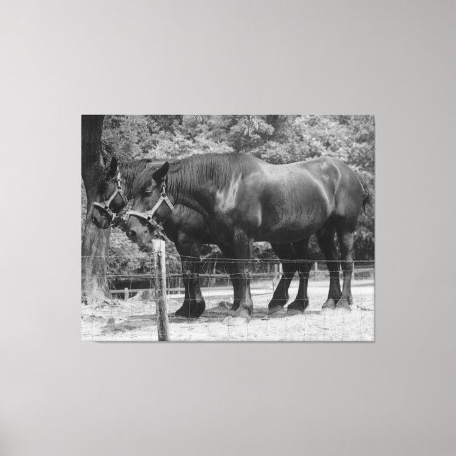 Draught Horse Pair Resting Canvas Print (Front)