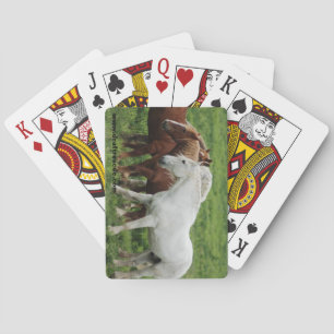 Draught horse playing cards