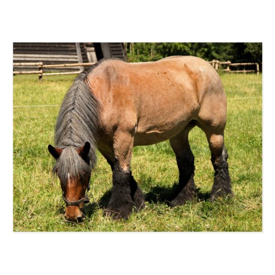 Draught Horse Postcard