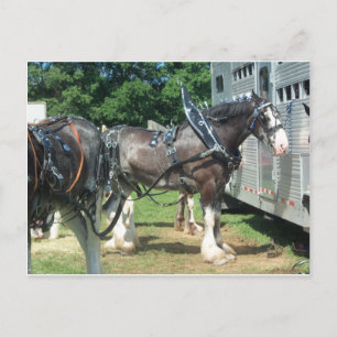 Draught Horse Postcard