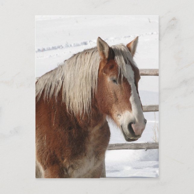 Draught horse postcard (Front)