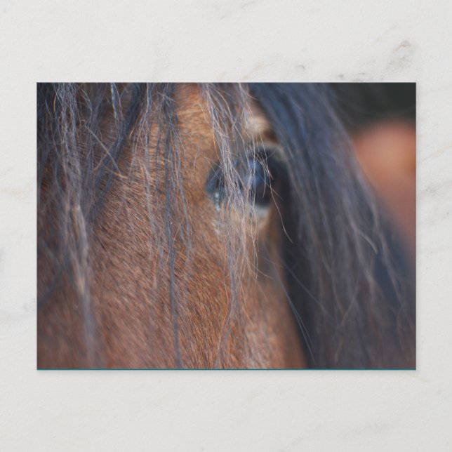 Draught Horse Postcard (Front)