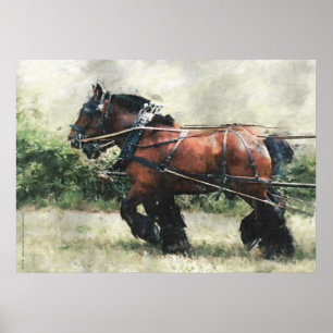 Draught horse team in harness poster