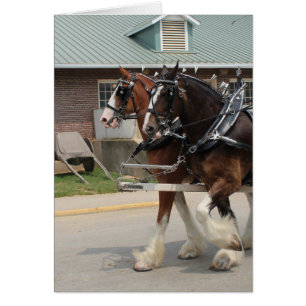 Draught Horses at a State Fair