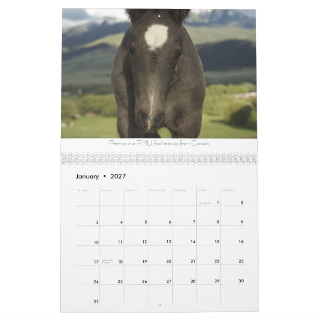 Draught   Horses Calendar #2 (Jan 2027)
