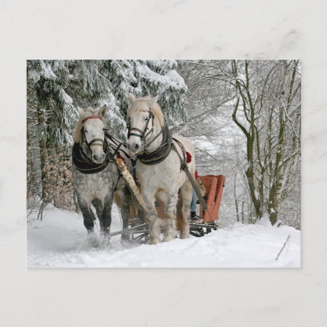 Draught Horses Christmas Holiday Postcard (Front)