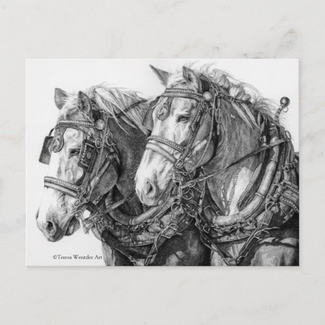 Draught Horses Pen Drawing Postcard (Front)