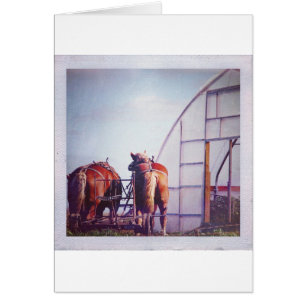 Draught Horses Ready For Work