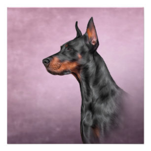 Drawing Doberman dog Poster