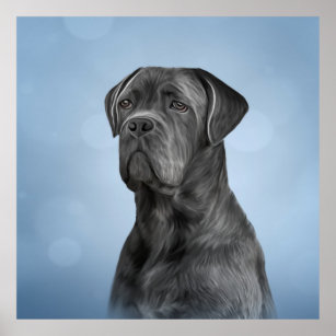 Drawing dog Cane Corso - Italian Mastiff Poster