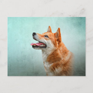 Drawing Japanese Shiba Inu dog Postcard