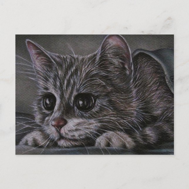 Drawing of Kitten on Postcard (Front)