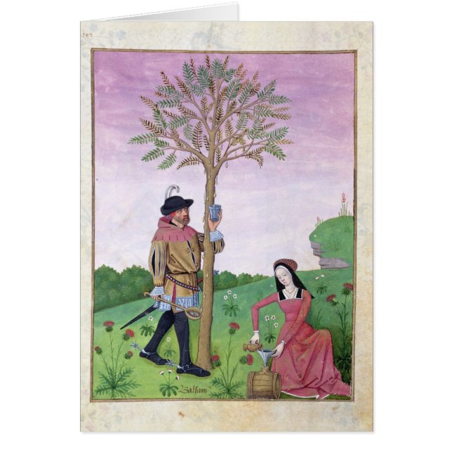 Drawing sap from a tree (Front)