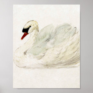 Drawing swan by Aert Schouman Poster