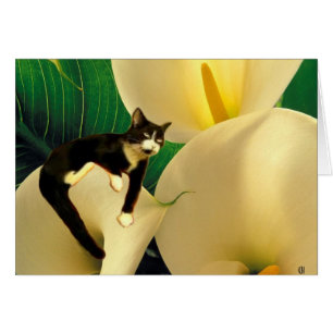 Dream Cat