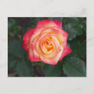 Dream Come True Rose #1 Postcard